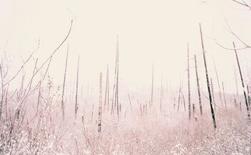 White - бесплатный image #468511